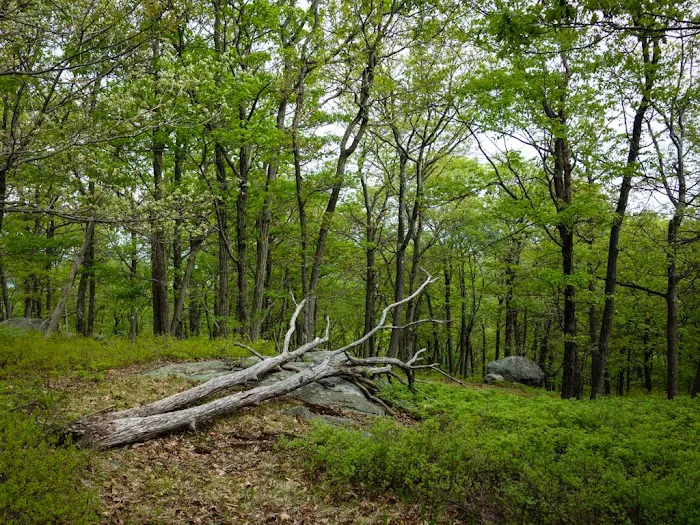 Ladentown Mountain Picture 6