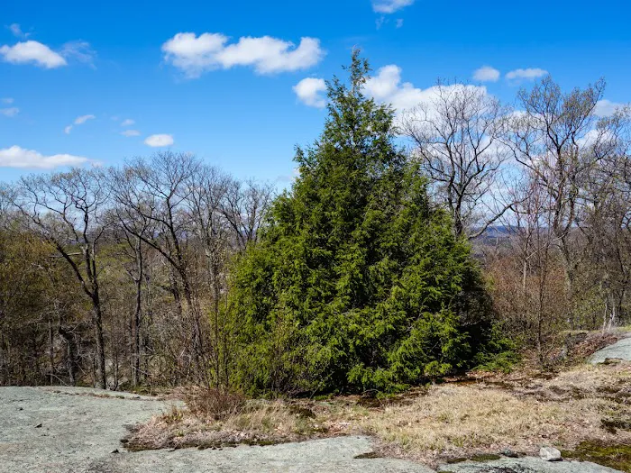 Surebridge Mountain Picture 5