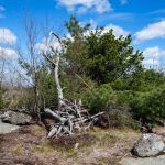 Surebridge Mountain