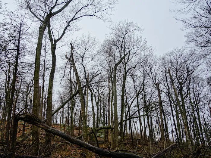 Surebridge Mountain Picture 9