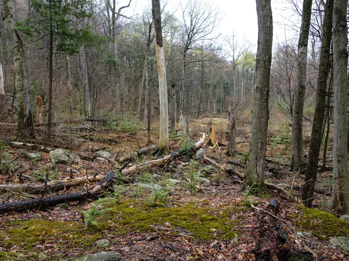 Surebridge Mountain Picture 10