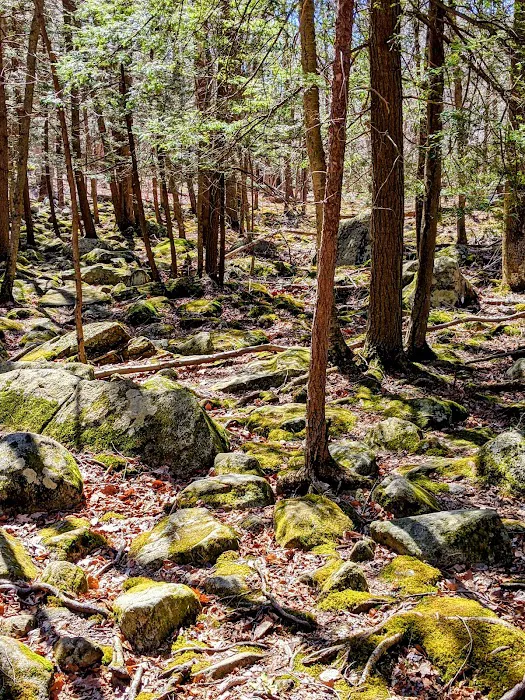 Stony Brook Trail Picture 5