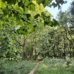 Schenck's Island