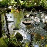 Spectacle Swamp