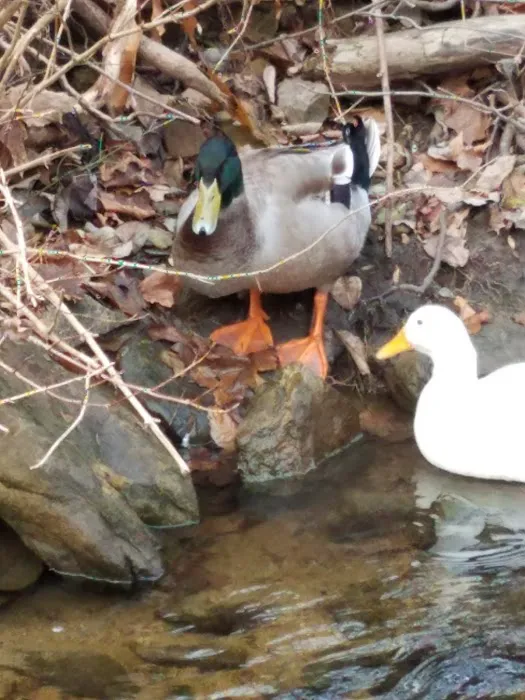 Spectacle Swamp Picture 9