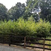 Norwalk Land Trust - Mary Peatman Preserve ico