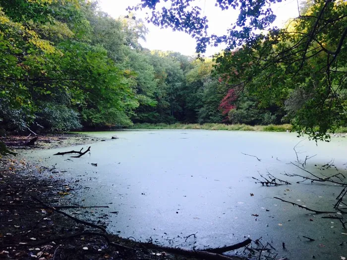 Cherry Lane Park Picture 1