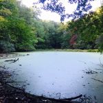 Cherry Lane Park