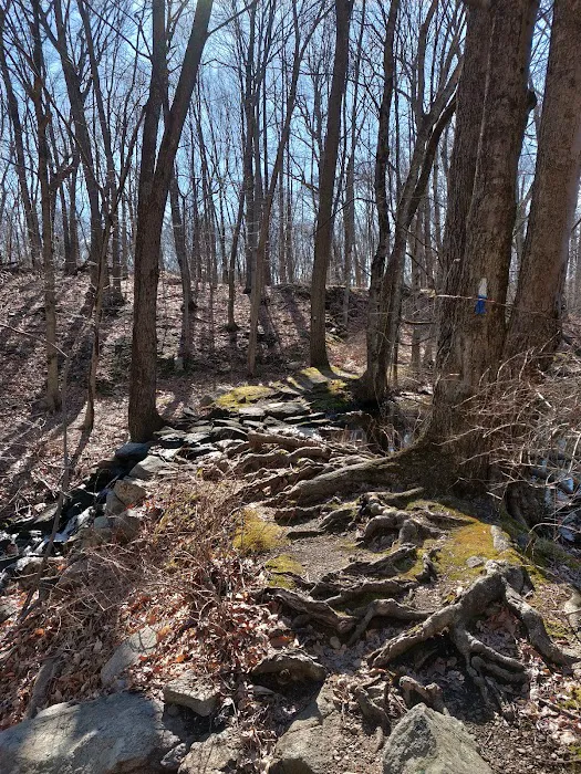 Cherry Lane Park Picture 6