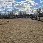 Rowayton Dog Park