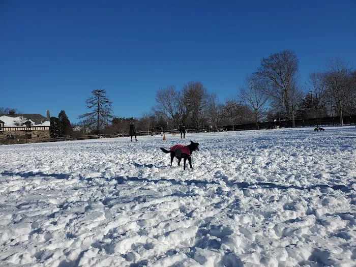 Rowayton Dog Park Picture 8