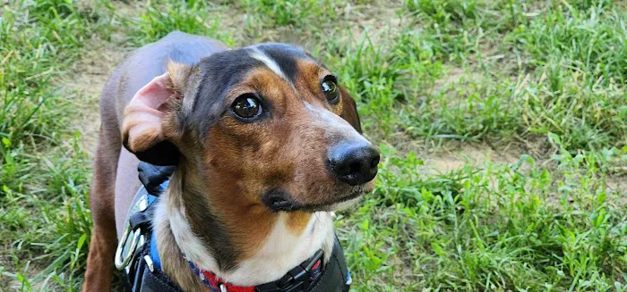 Rowayton Dog Park Picture 4