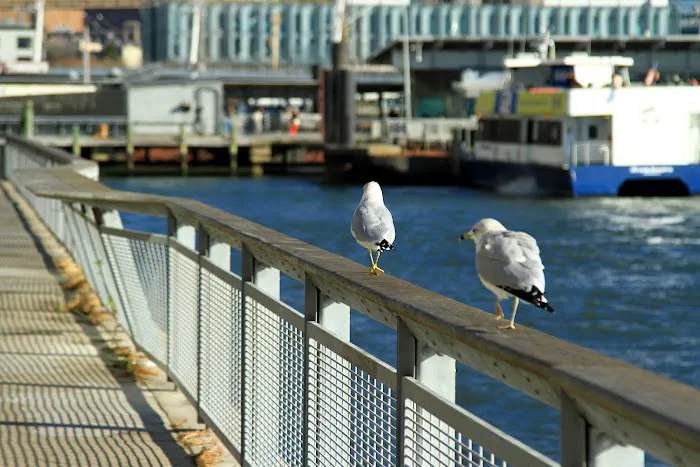 East River Esplanade. Picture 6