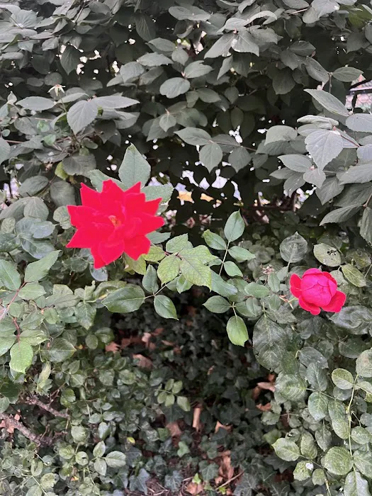 Sasaki Garden Picture 8