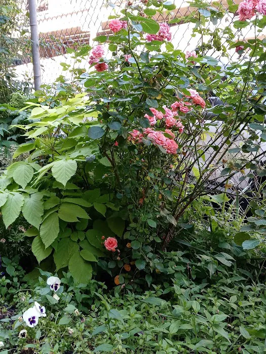 FishBridge Park Garden Picture 3
