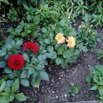 FishBridge Park Garden