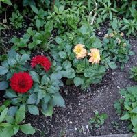 FishBridge Park Garden ico