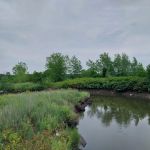 Saw Mill Creek Marsh