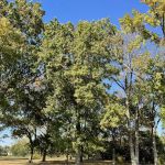 Riverside County Park Soccer