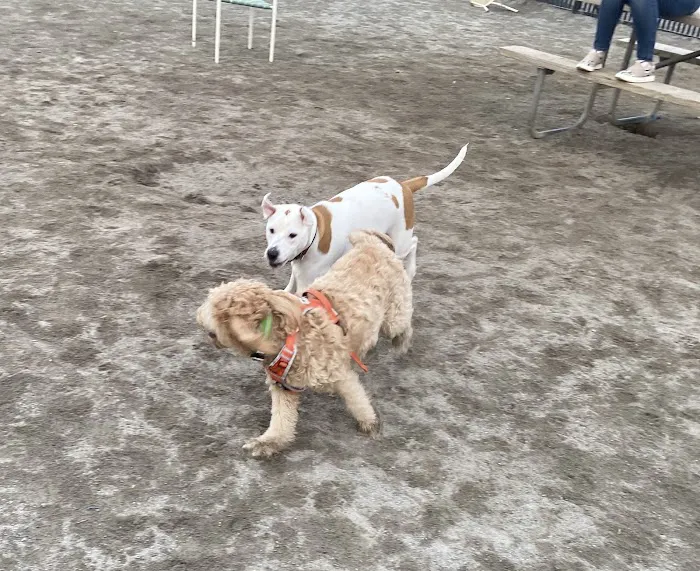 Lyndhurst Dog Park Picture 3