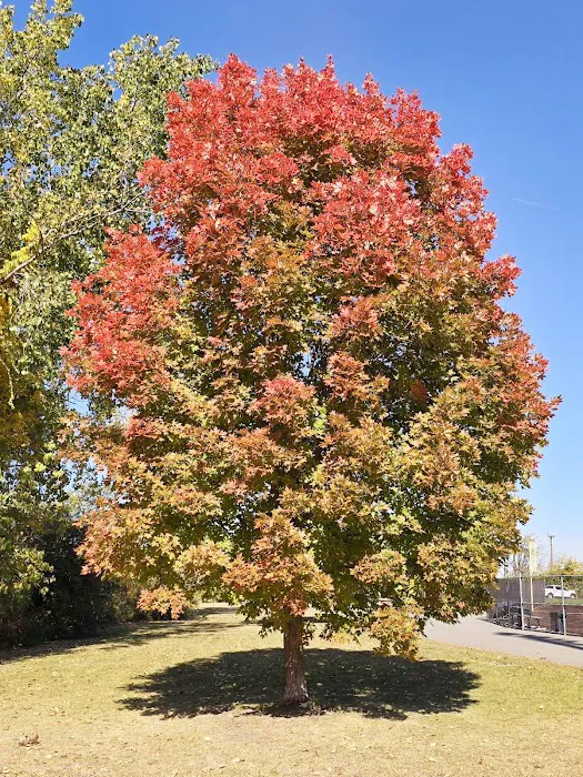 Laurel Hill Park Picture 4
