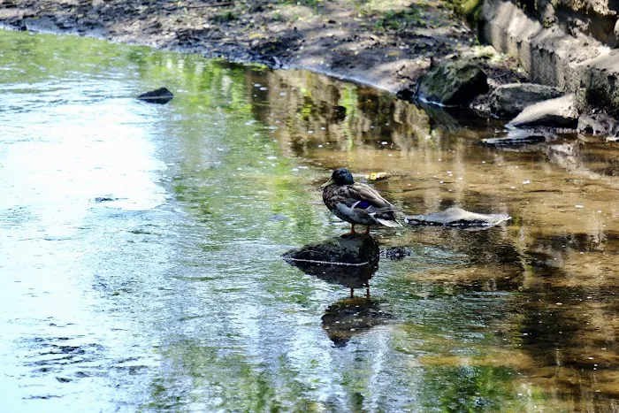Nichols Park Picture 8