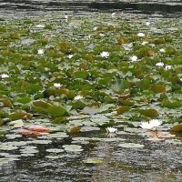 Lake View - Garret Mountain Reservation ico