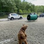 Dog Park at Rifle Camp Park