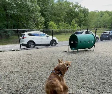 Dog Park at Rifle Camp Park