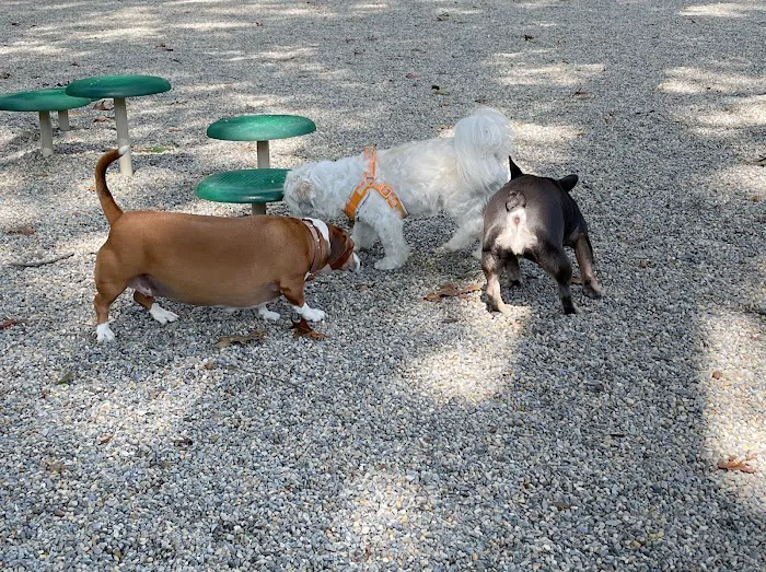 Dog Park at Rifle Camp Park Picture 10