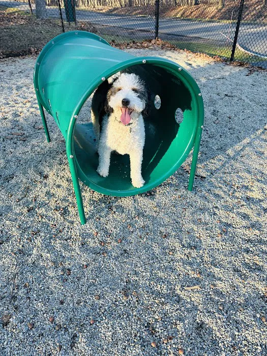 Dog Park at Rifle Camp Park Picture 2