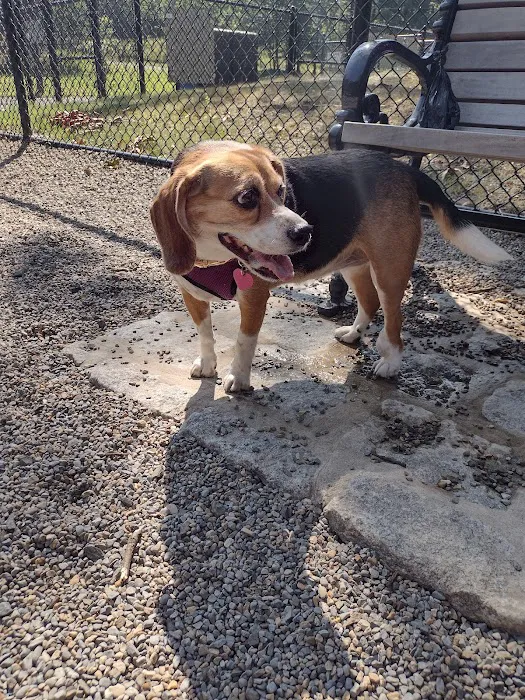 Dog Park at Rifle Camp Park Picture 3