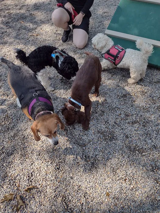 Dog Park at Rifle Camp Park Picture 4