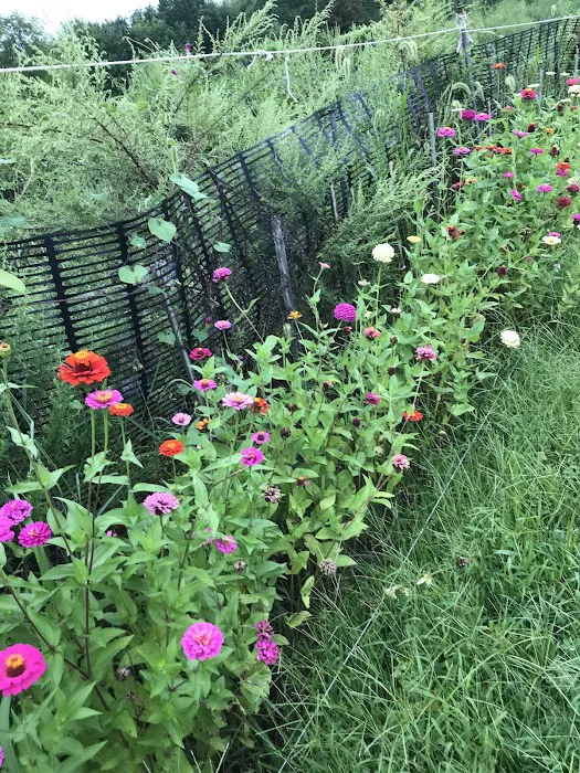 Dr. Robert E. Purnell Community Gardens Picture 4
