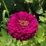 Dr. Robert E. Purnell Community Gardens