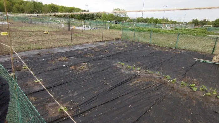 Dr. Robert E. Purnell Community Gardens Picture 9