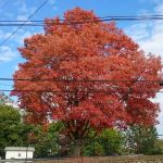 West Caldwell Recreation Department