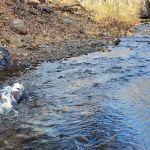 North Haledon Dog Park