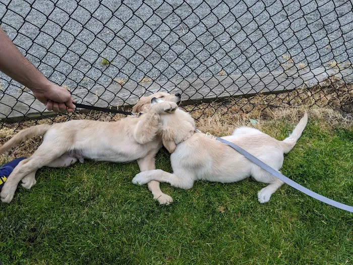 Doge Industries - Masti/Zahava Branch Picture 4