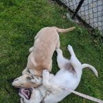 Doge Industries - Masti/Zahava Branch