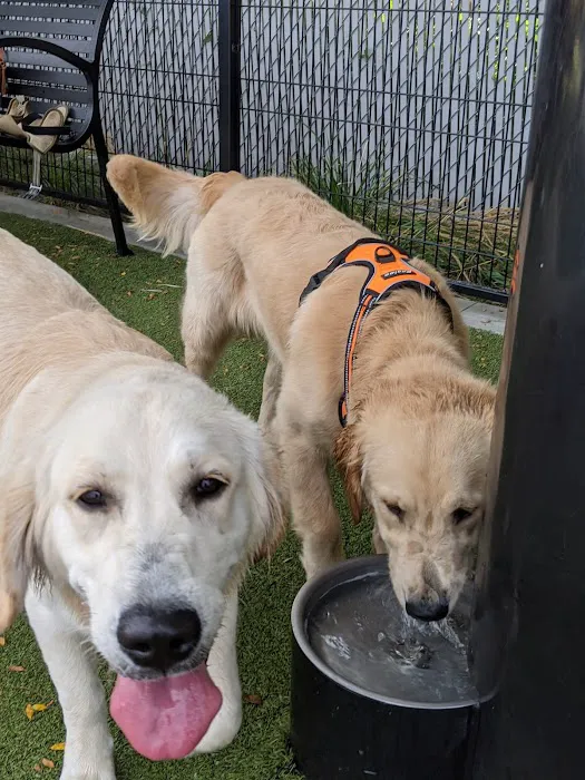 Dog Park Picture 4
