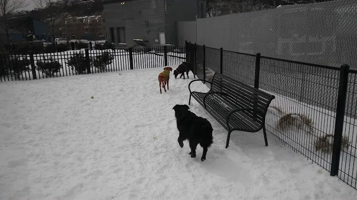 Dog Park Picture 3