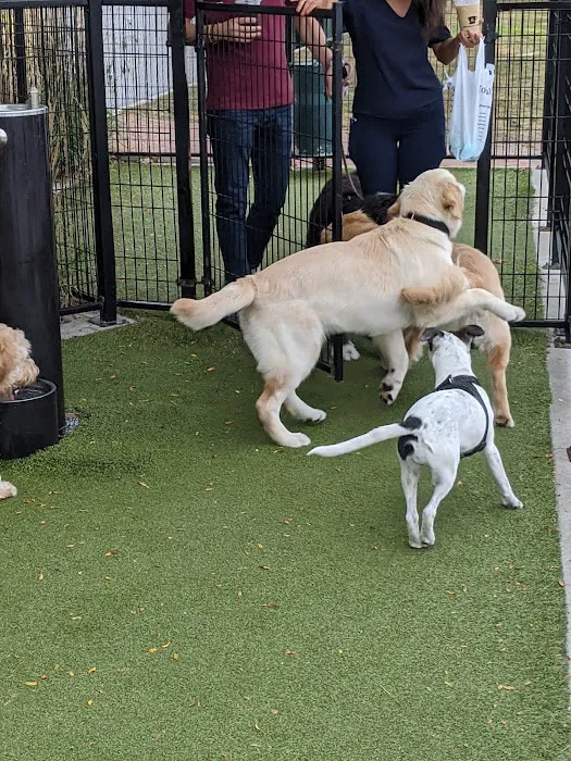 Dog Park Picture 6