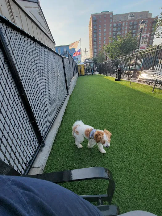 Union City Large Dog Park Picture 4
