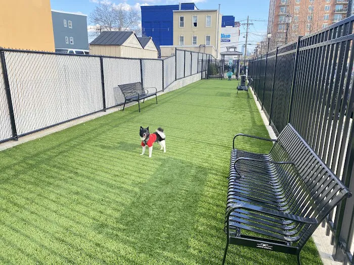 Union City Large Dog Park Picture 5