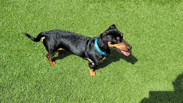 Union City Large Dog Park Picture 3