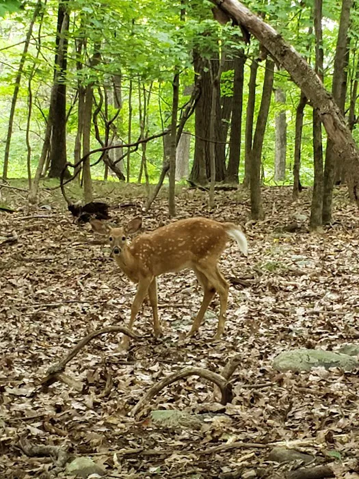 Bergen County Campgaw Mountain Reservation Picture 10