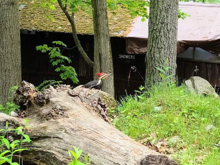 Sebago Cabin Camp Picture 7