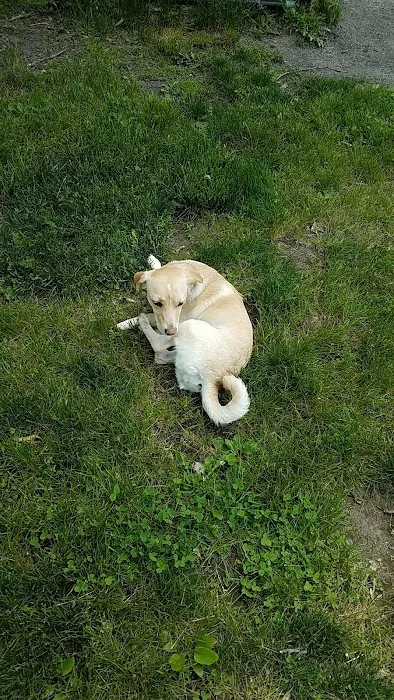 Tuxedo Dog Park Picture 2