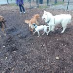 Putnam Valley Dog Park